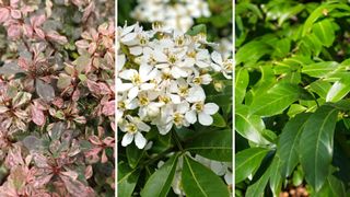 collage of three evergreen plants you should never prune in summer