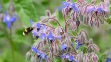 A bee collects nectar from blue Borage flowers