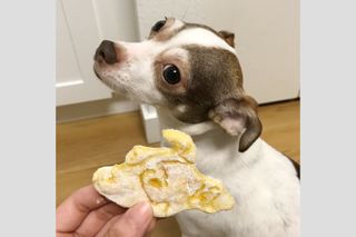 pet portrait cookies