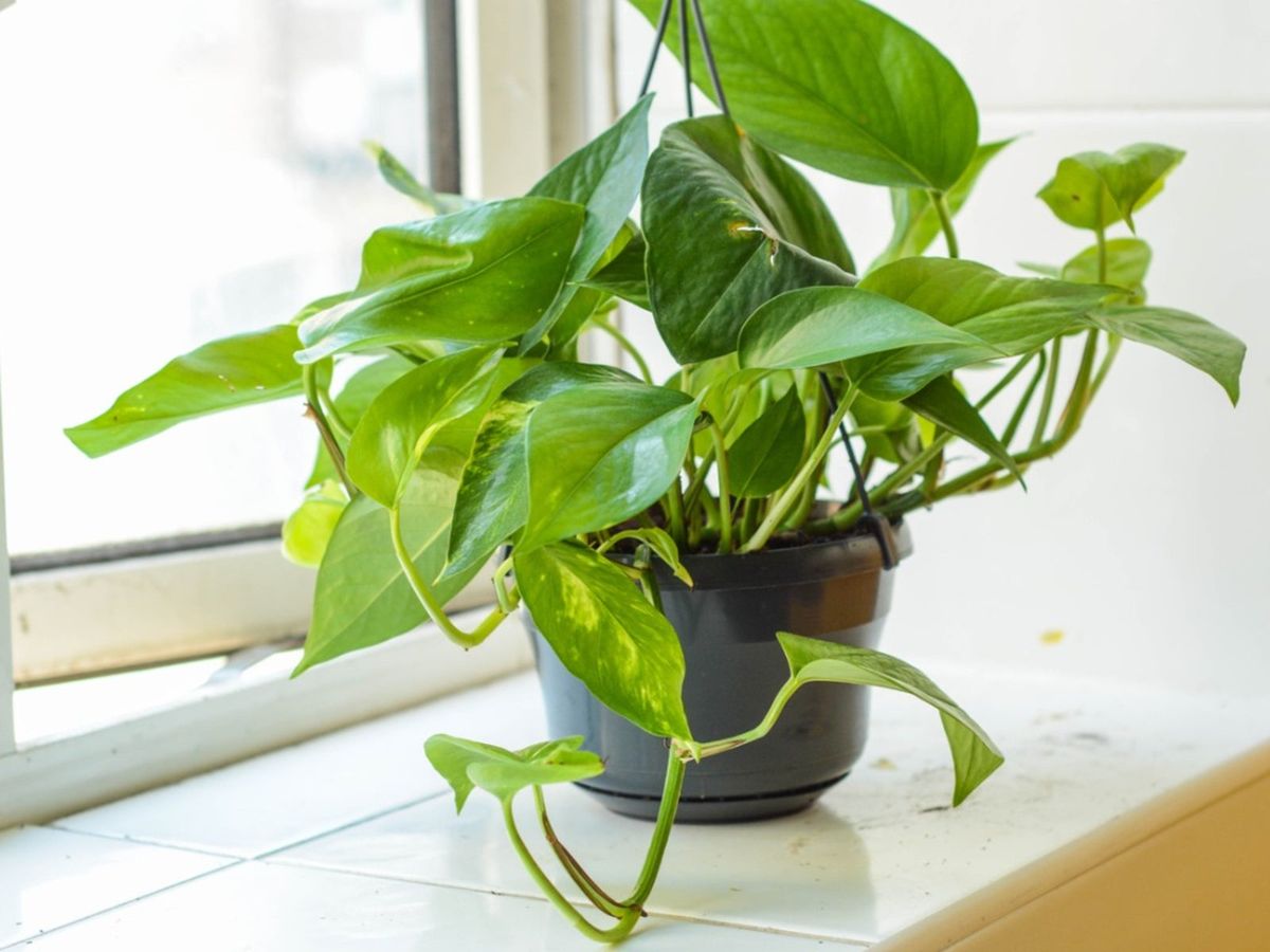 Golden pothos poisonous sales to dogs