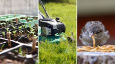 composite of seedlings growing, lawn being mowed and a baby bird eating mealworms