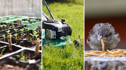 composite of seedlings growing, lawn being mowed and a baby bird eating mealworms