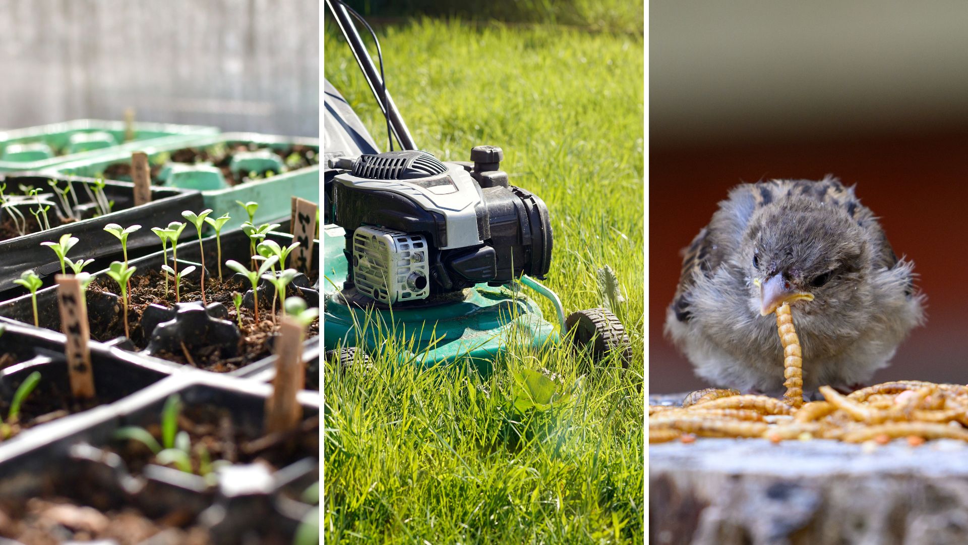 composite of seedlings growing, lawn being mowed and a baby bird eating mealworms