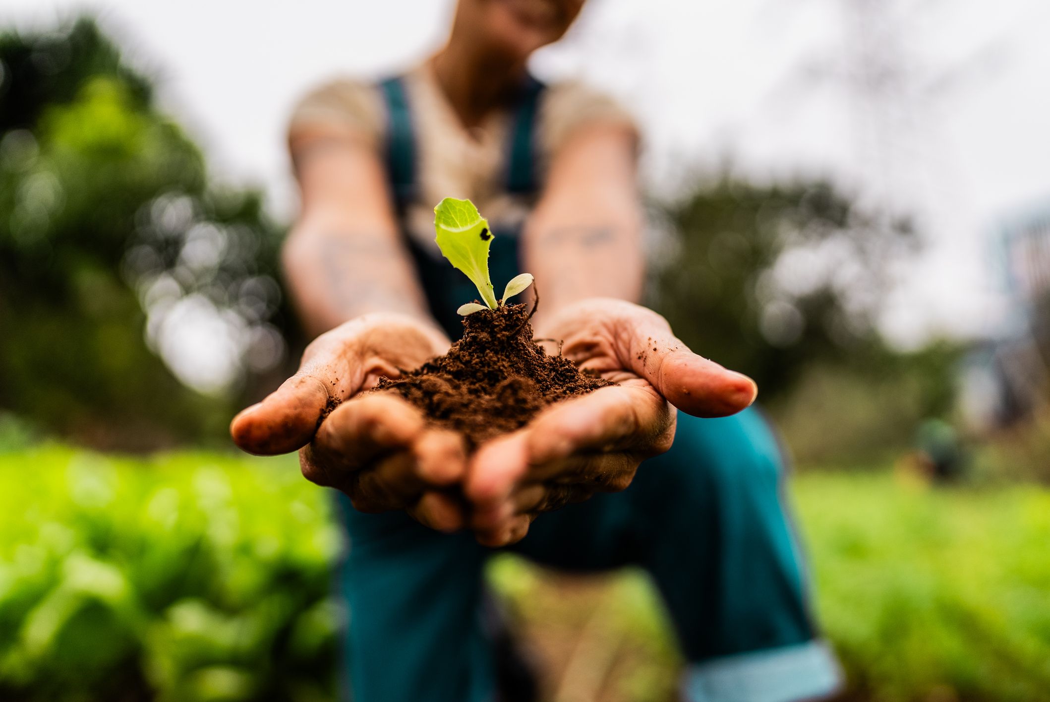 Alan Titchmarsh: The thrill of raising a plant from a speck of dust or a green leaf can only be learned first-hand | Country Life