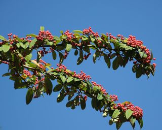 red berries on a Hollyberry Cotoneaster