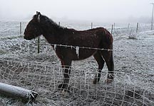 freezing-pony.JPG