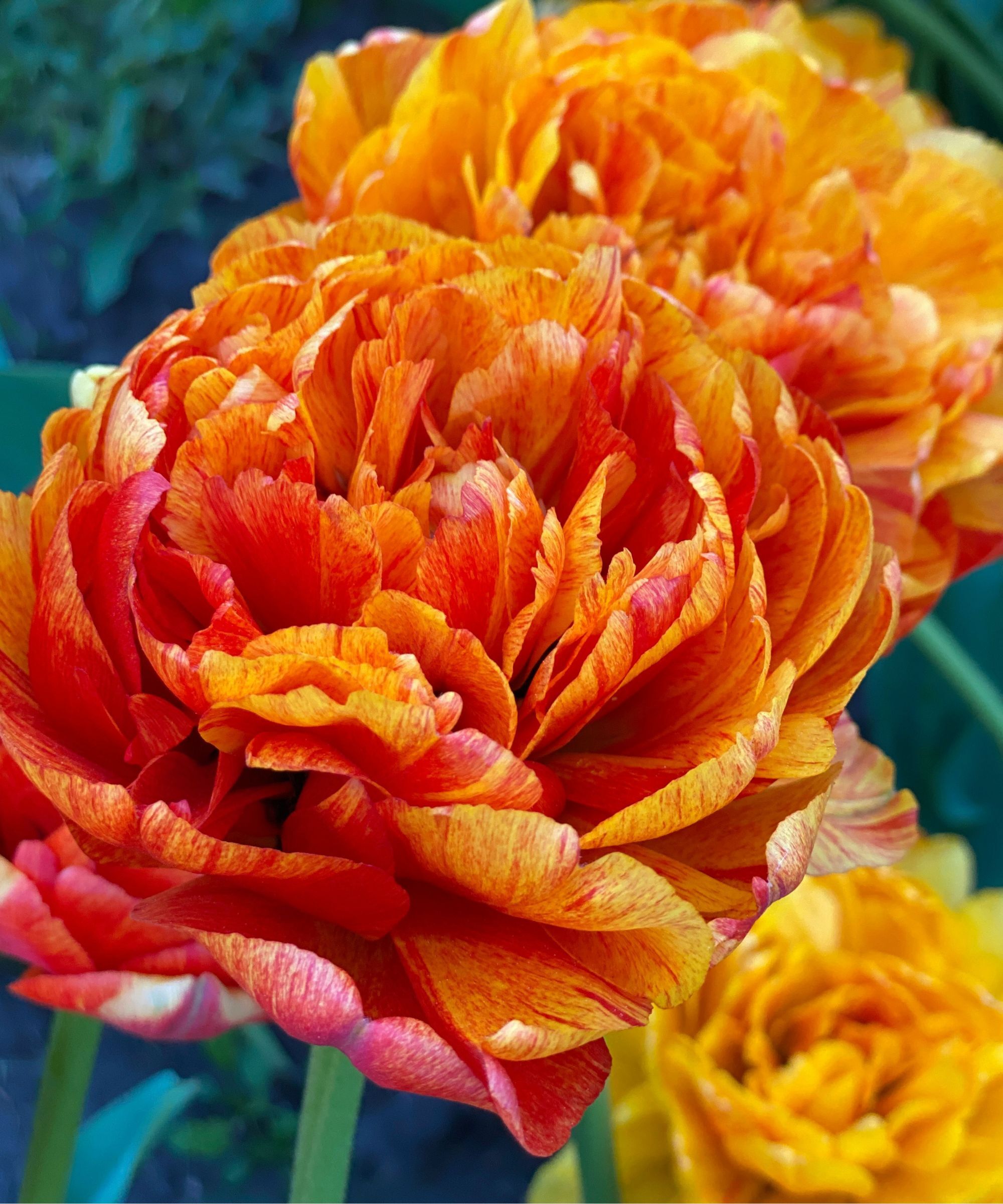 Orange Tulip flowers