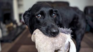 why do dogs shake their toys