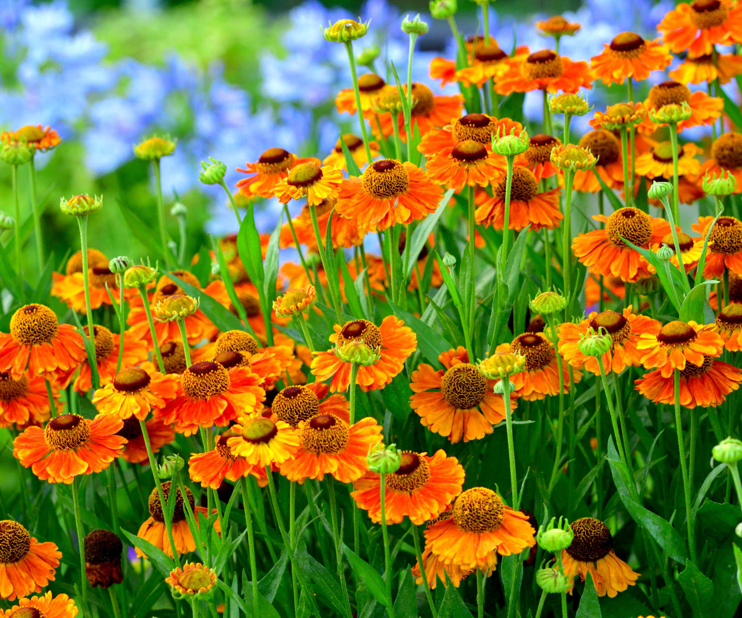 mass planting of orange helenium flowers with blue background flowers