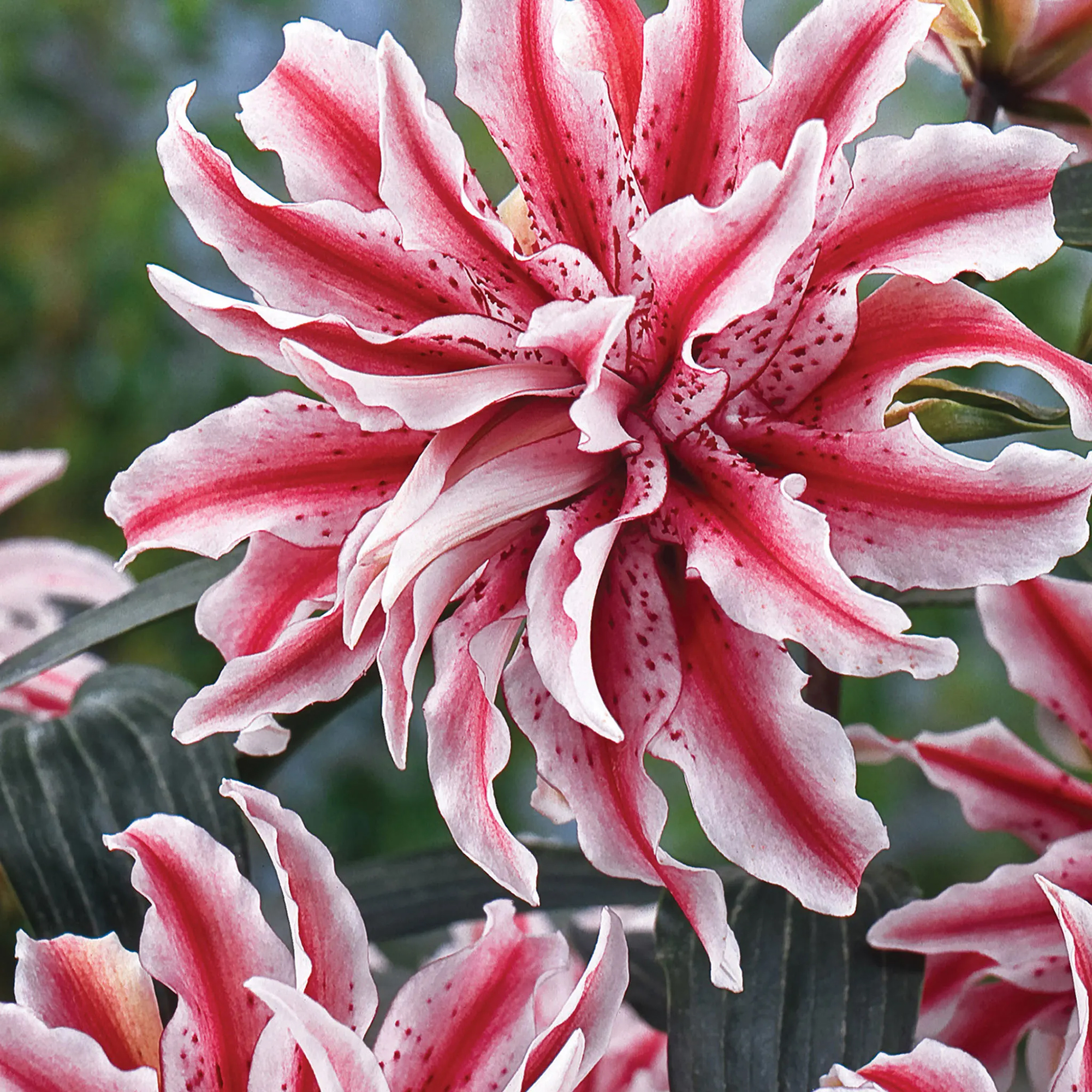 Burpee Magic Star oriental lily