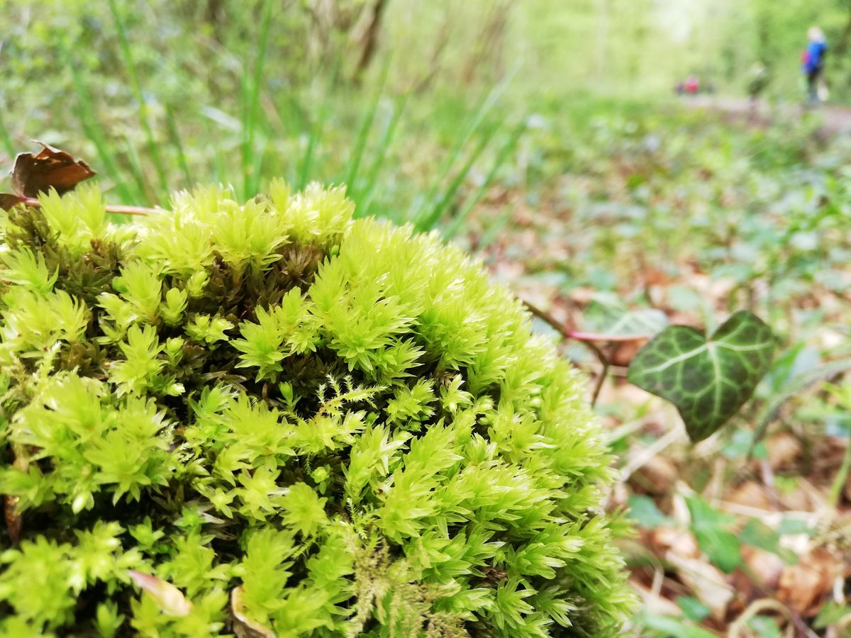 The camera tends to over-expose and exaggerate on close-ups