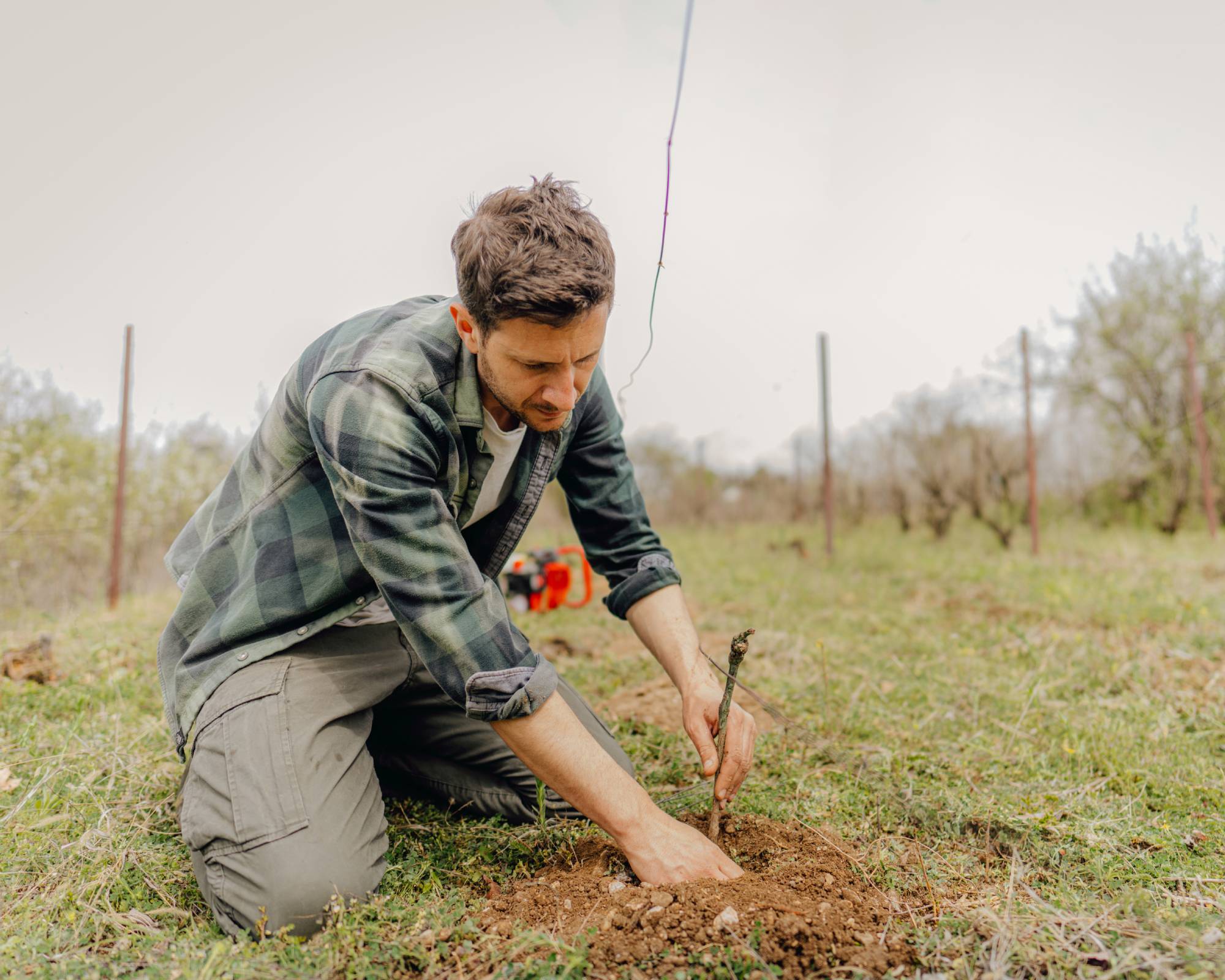 Man planting grapevine in vinyard