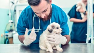 Vet vaccinating puppy