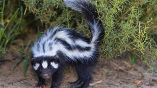 Best exotic pets - skunk in grass