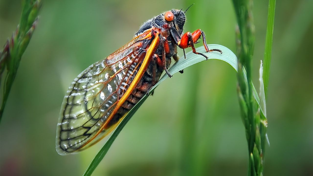 Cicada on plant