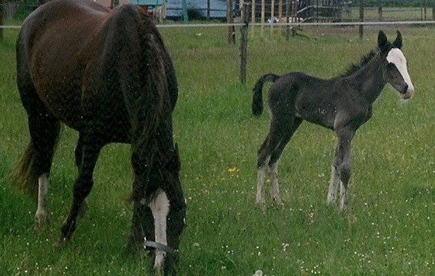cash foal