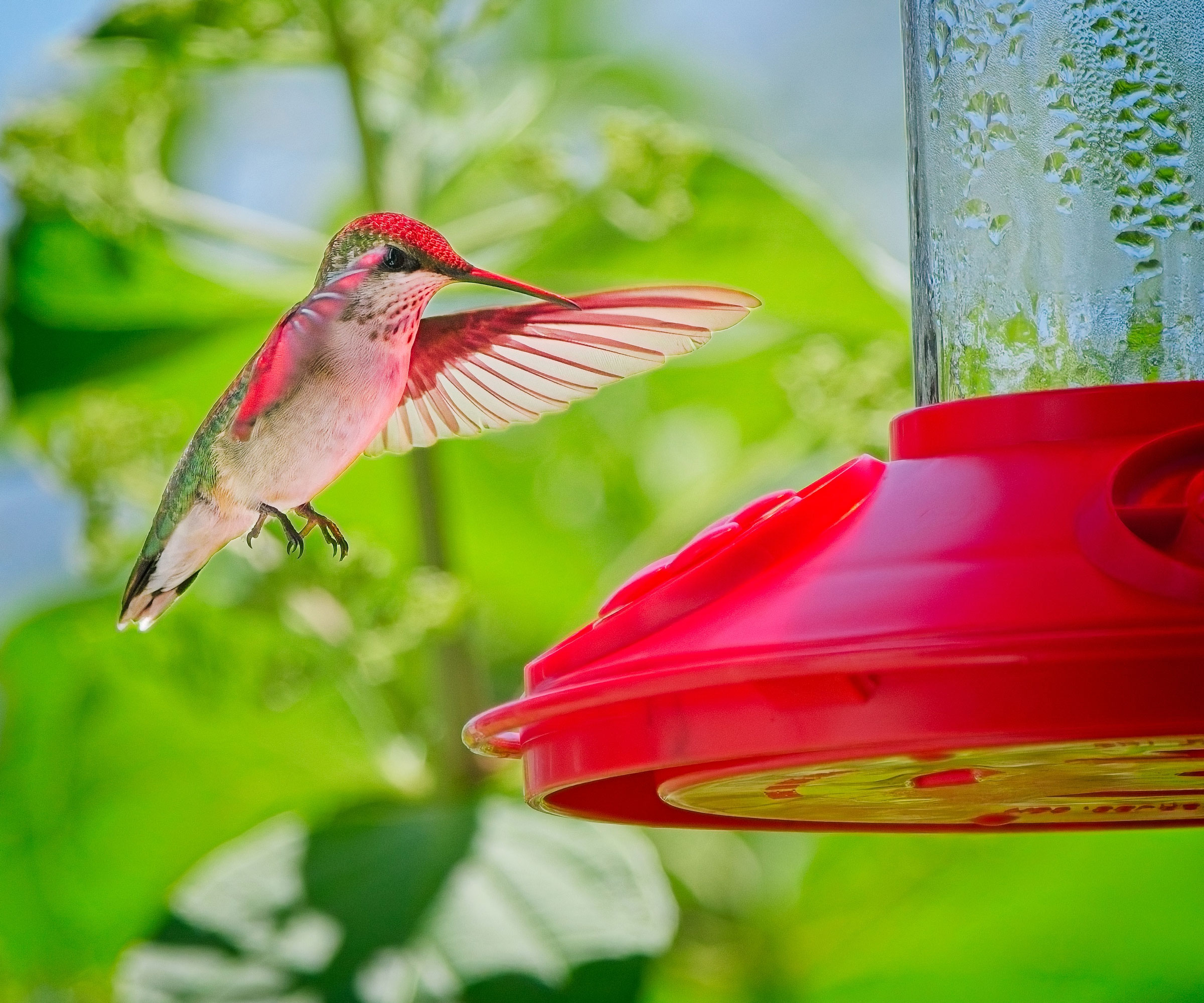 hummingbird feeding from red feeder with plant cover in near-background