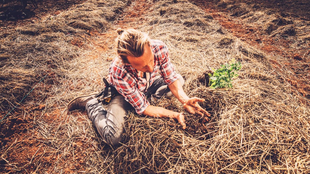 A man planting seedlings in straw mulch