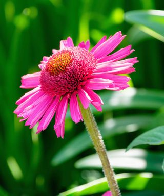 Coneflower 'Delicious Candy'