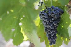 Nero-Avola-grape.jpg