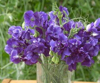 Sweet Pea King Size Navy Blue, Lathyrus odoratus