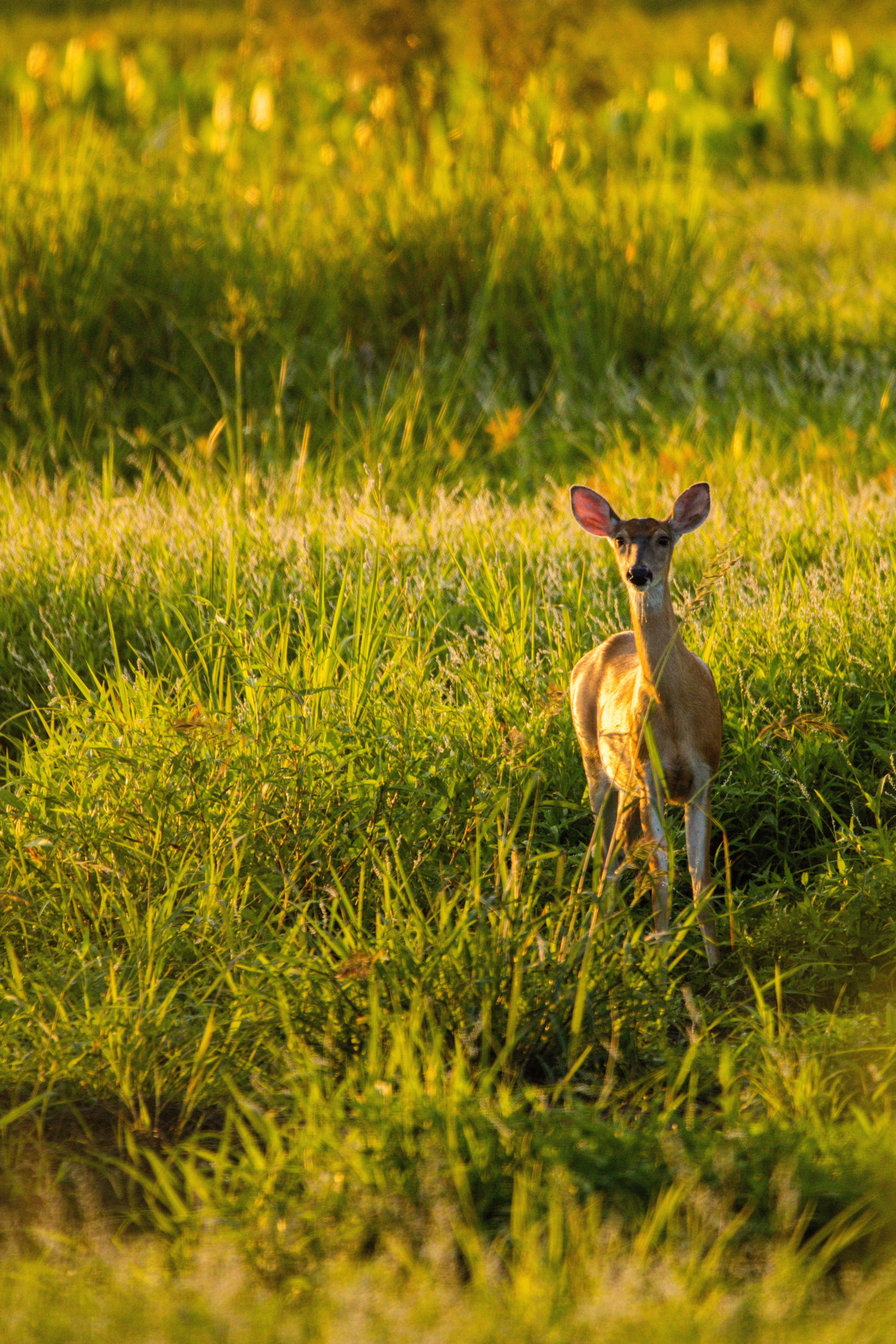 GuruShots - Nature March 2026