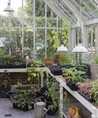 Greenhouse with vegetable plants