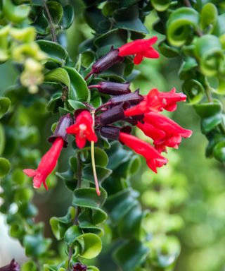 hanging twisted lipstick plant with red flowers