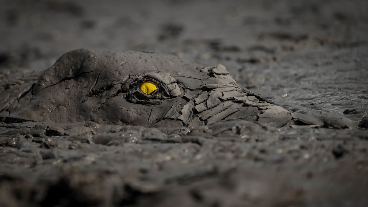 A creepy crocodile and glacial ‘guts’ among stunning winners from nature photography competition