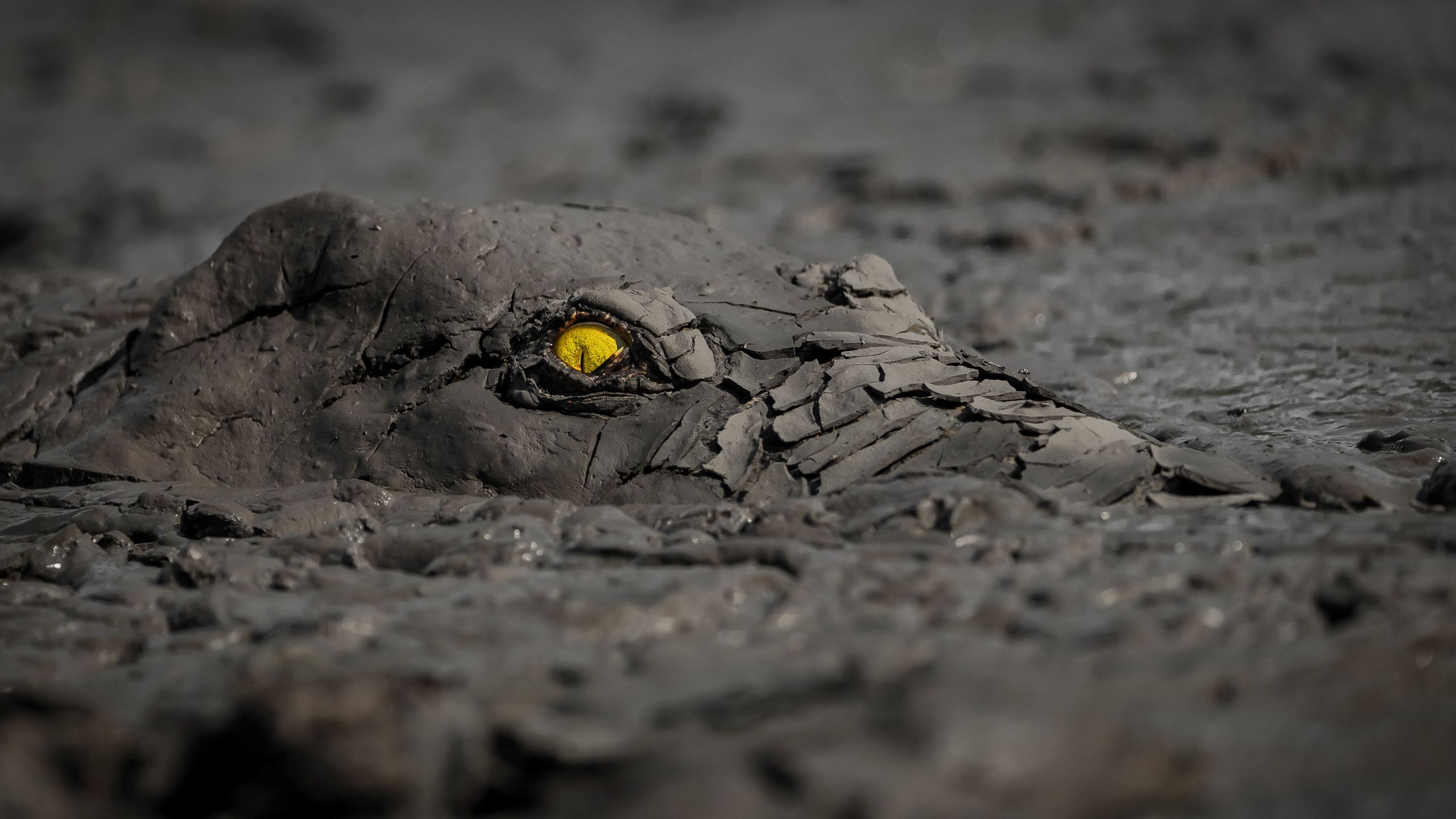 A Creepy Crocodile And Glacial Guts Among Stunning Winners From Nature Photography Competition