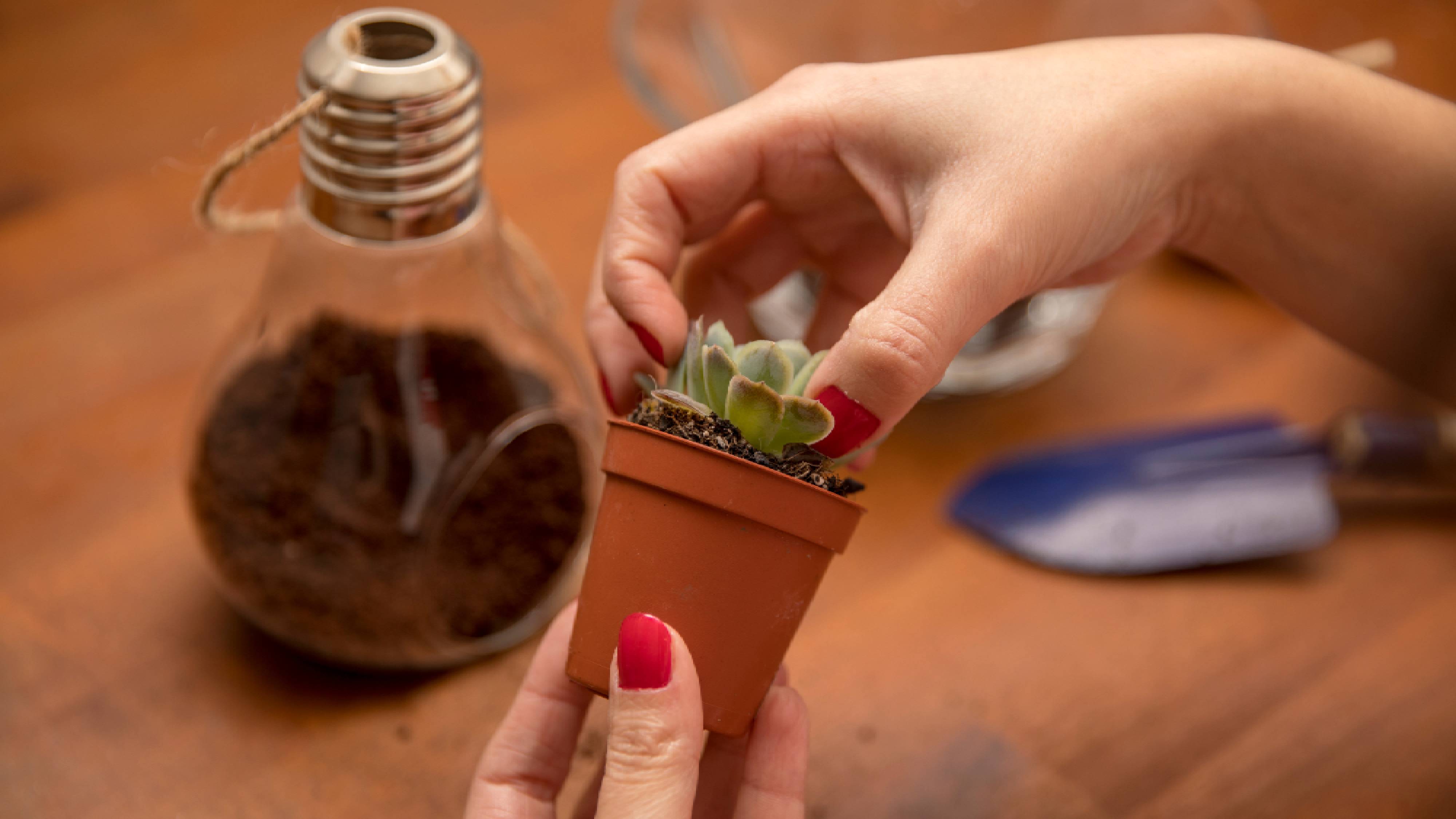 Taking small succulent out of pot to plant in terrarium