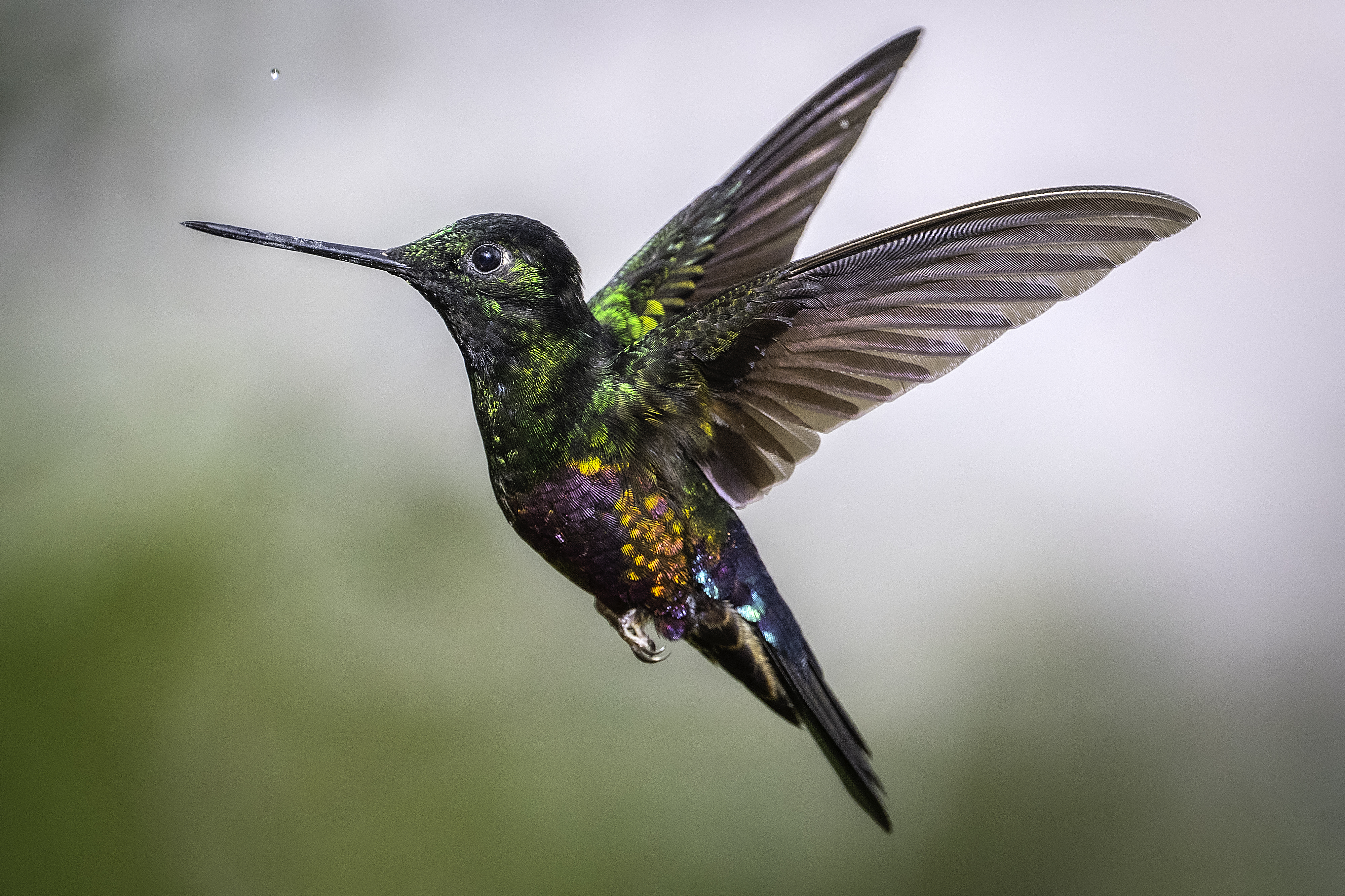 Hummingbird in flight