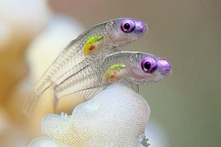 translucent goby fish contest winner