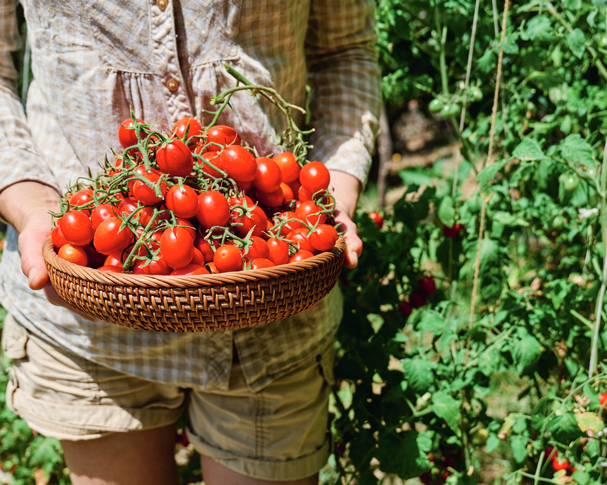 woman holding ripe red cherry tomatoes just picked in vegetable garden