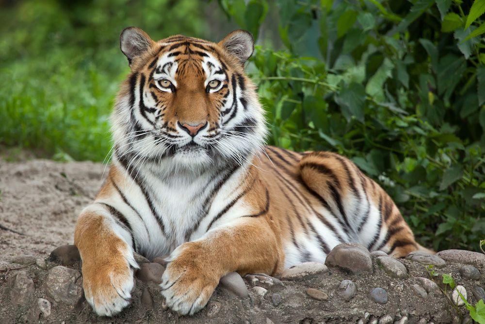 Wild tiger numbers trending upward, Magazine Articles