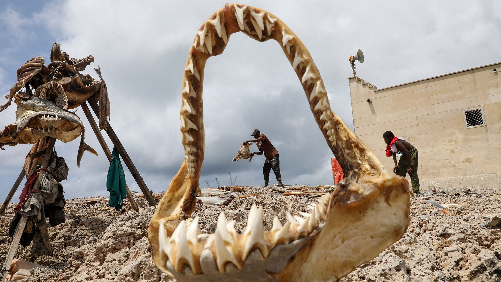 A Somali fisherman dries salted shark meat on the beach in the Hamarweyne neighborhood of Mogadishu, Somalia