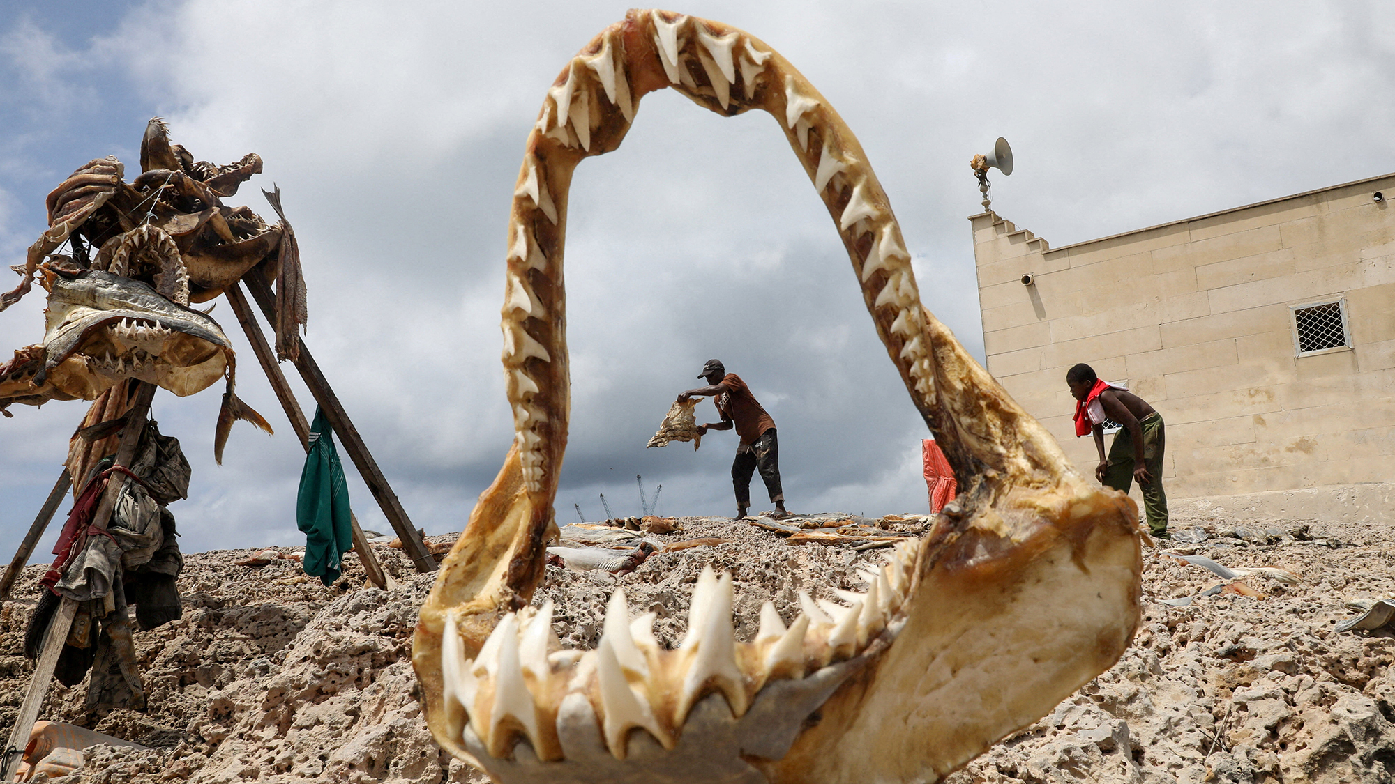 A Somali fisherman dries salted shark meat on the beach in the Hamarweyne neighborhood of Mogadishu, Somalia