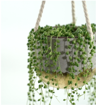 string of pearls in hanging pot