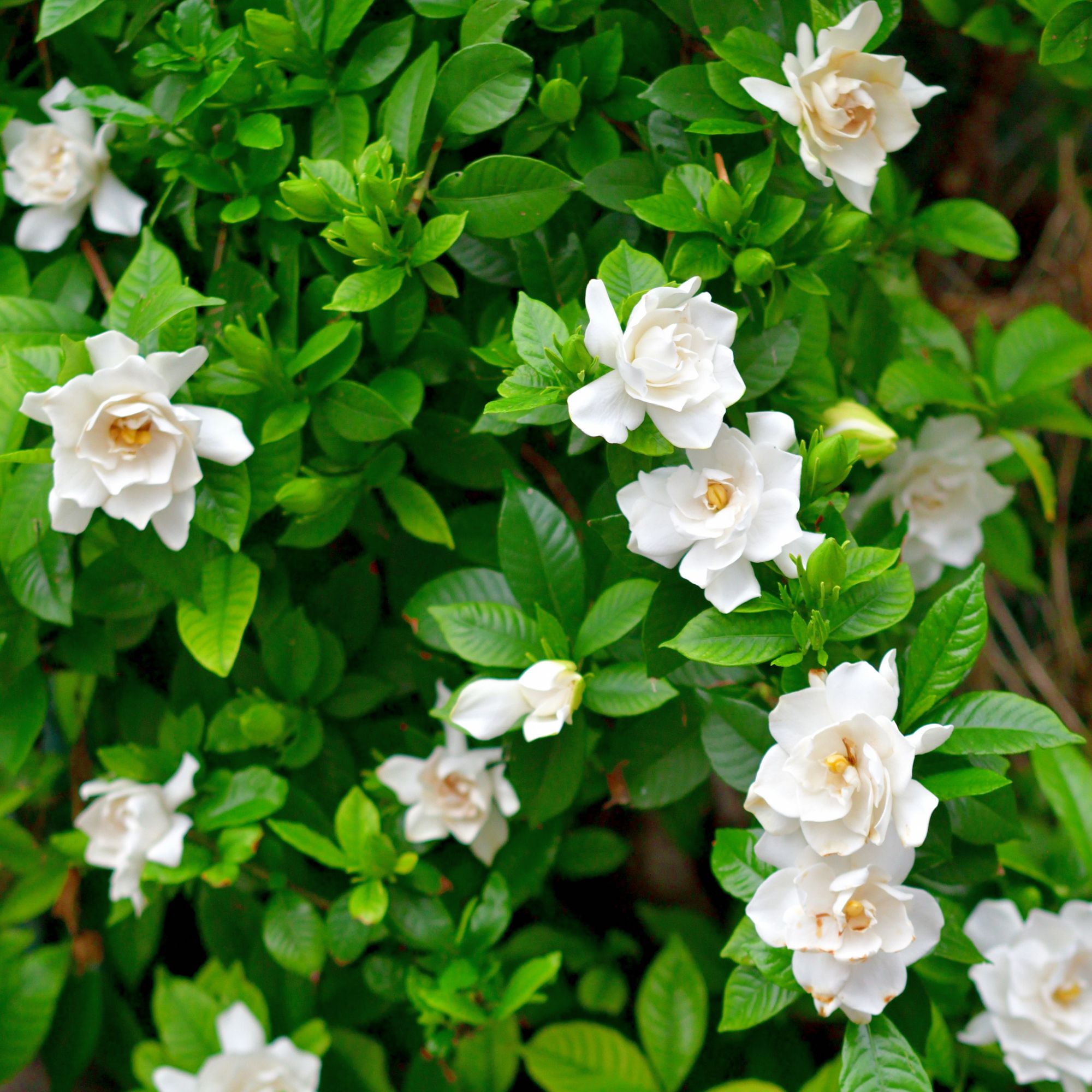 white gardenia flower