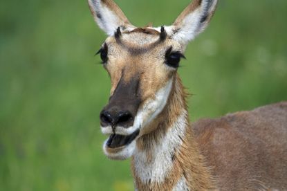 Pronghorn Antelope