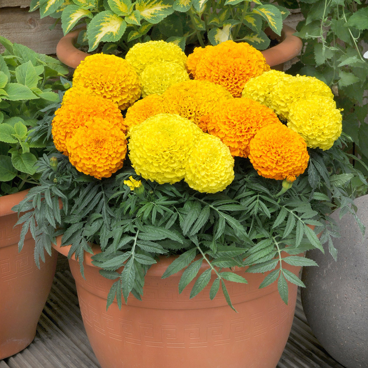 Marigold Taishan Mixed (garden Ready)