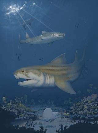 Artist illustration of Glikmanius careforum swimming in the foreground with two sharks swimming above.