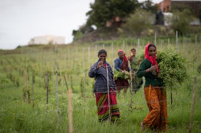 Vineyard workings of Krsma Estates. Image copyright: Peter Csizmadia-Honigh
