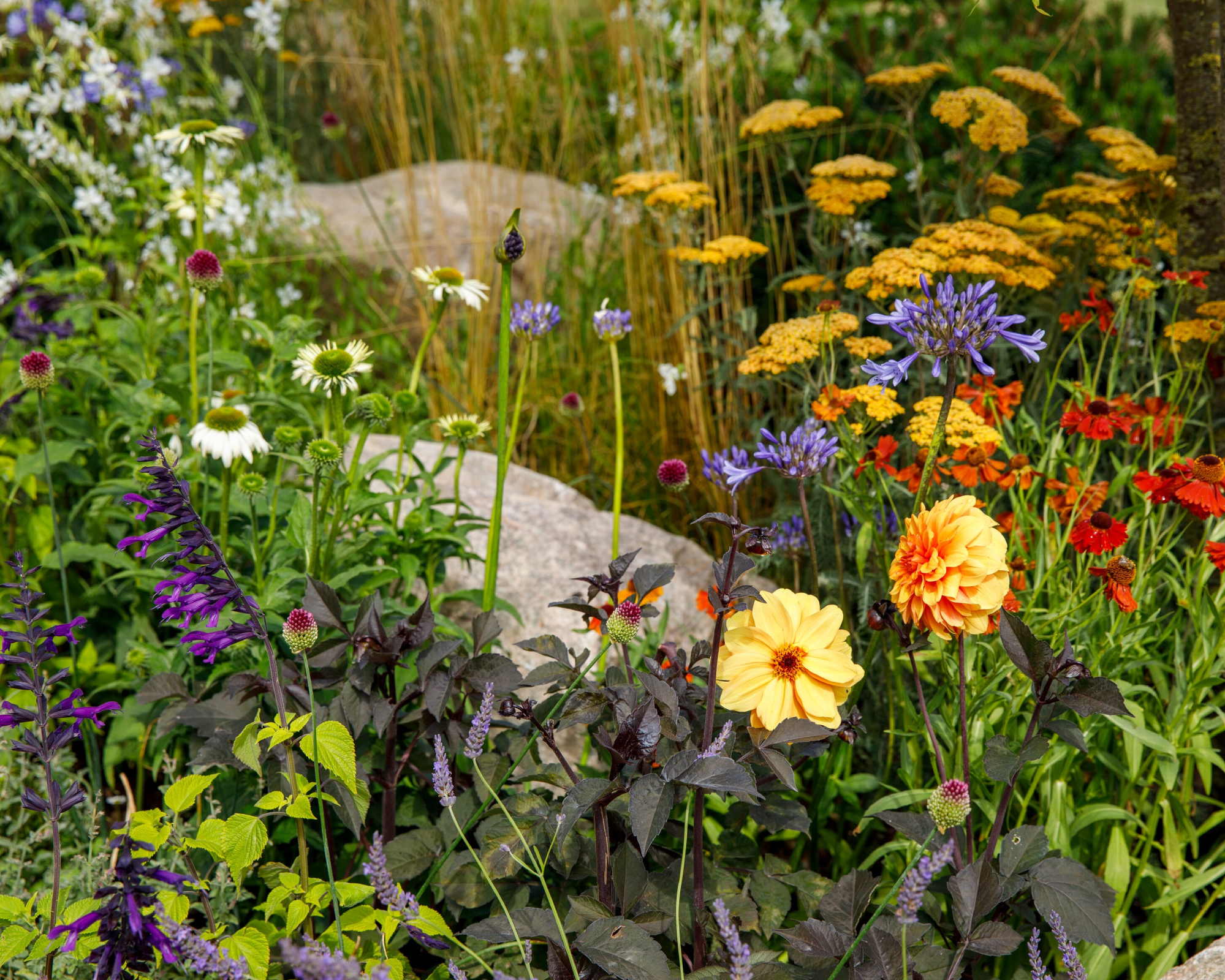 array of flowers in a show garden at RHS Chelsea Flower Show 2026