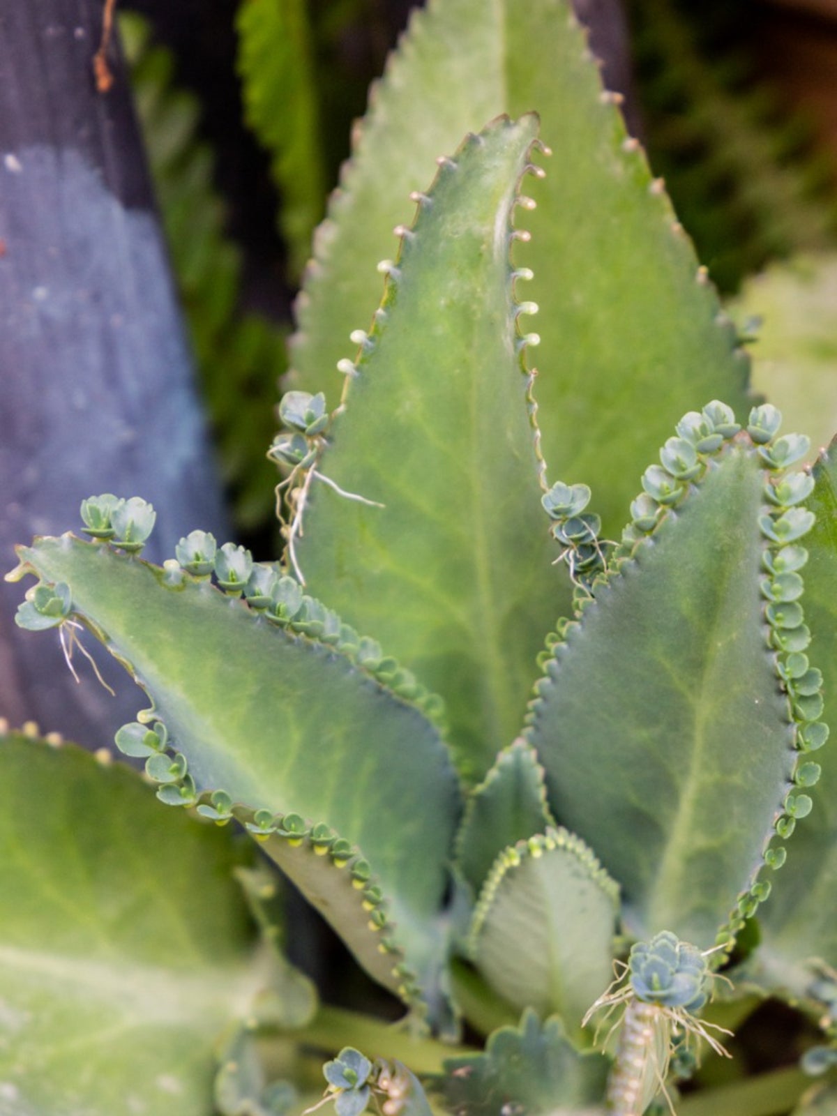 Mother of Thousands: Indoor Plant Care Guide