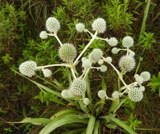 Eryngium yuccifolium (Rattlesnake Master)