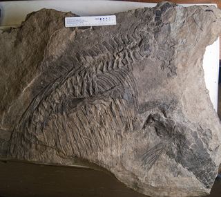 The ichthyosaur Malawania anachronus, fossilized in a slab once used as a stepping stone on an Iraqi mule track.