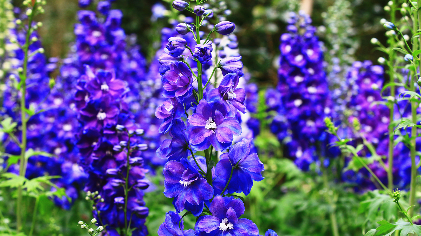 Delphiniums in a garden