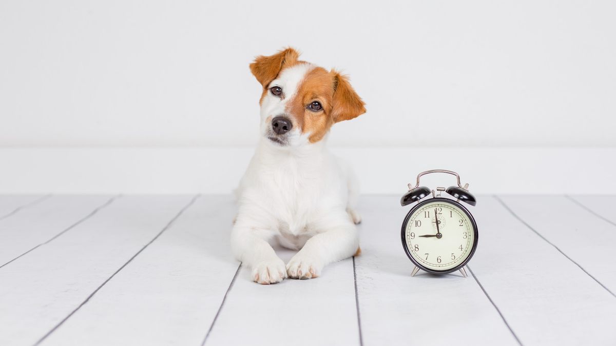 Dog feeding schedule: How many times a day should a dog eat and how ...