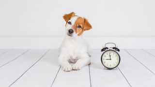 Cute dog lying on floor next to old fashioned alarm clock